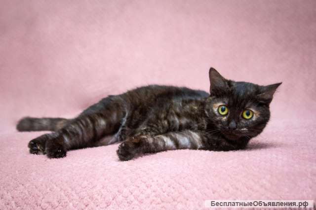 Милейший котенок Софи в добрые руки