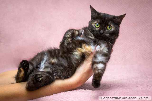 Милейший котенок Софи в добрые руки