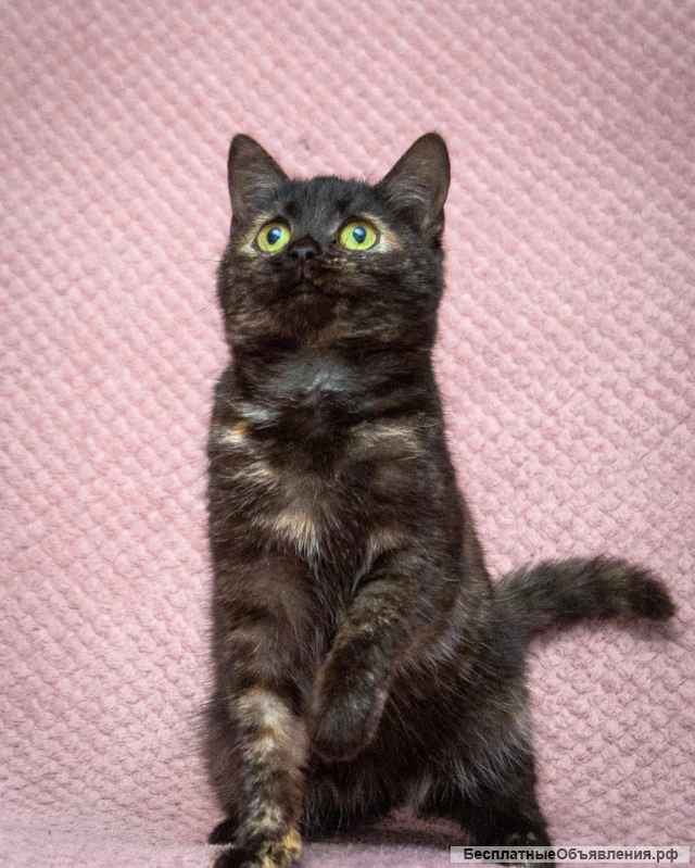 Милейший котенок Софи в добрые руки