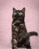 Милейший котенок Софи в добрые руки