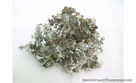 Цетрария исландская (Исландский мох) 100 грамм