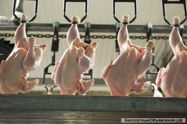 Требуются рабочие на птицефабрику