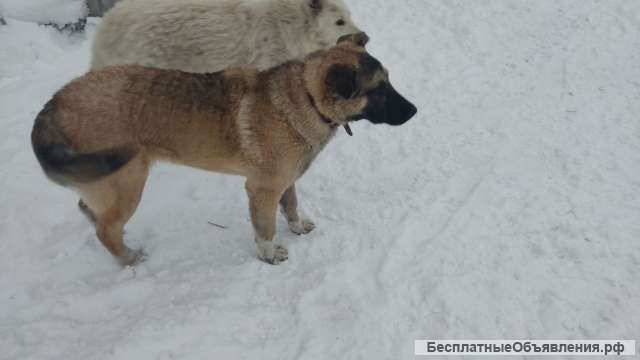 Отдам в добрые руки щенка похожего на овчарку
