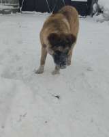 Отдам в добрые руки щенка похожего на овчарку