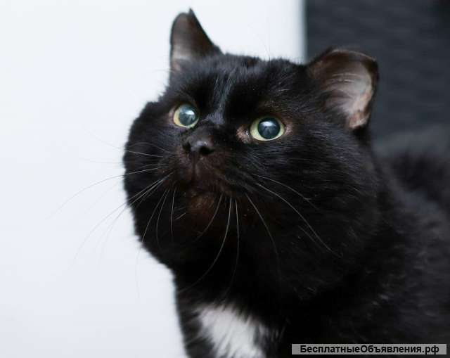 Упитанный, воспитанный красавец кот Черныш