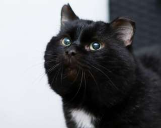 Упитанный, воспитанный красавец кот Черныш