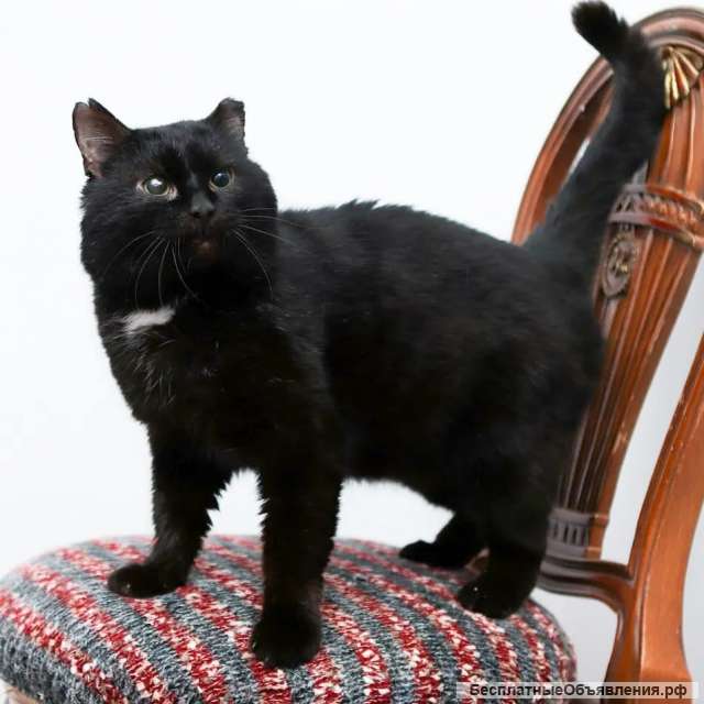 Упитанный, воспитанный красавец кот Черныш