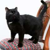 Упитанный, воспитанный красавец кот Черныш