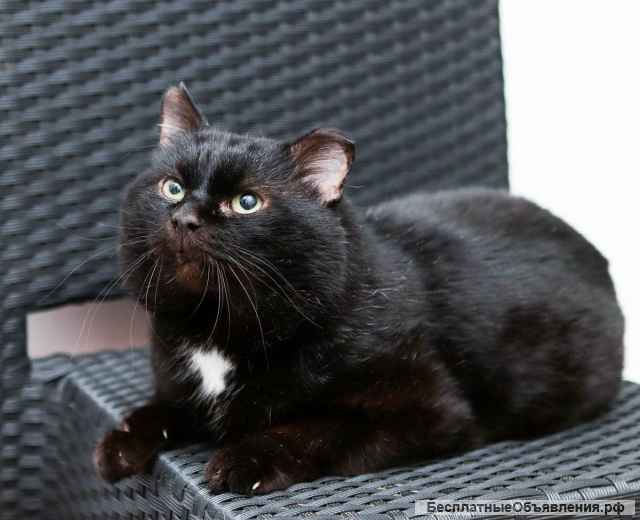 Упитанный, воспитанный красавец кот Черныш