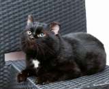 Упитанный, воспитанный красавец кот Черныш