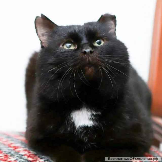 Упитанный, воспитанный красавец кот Черныш