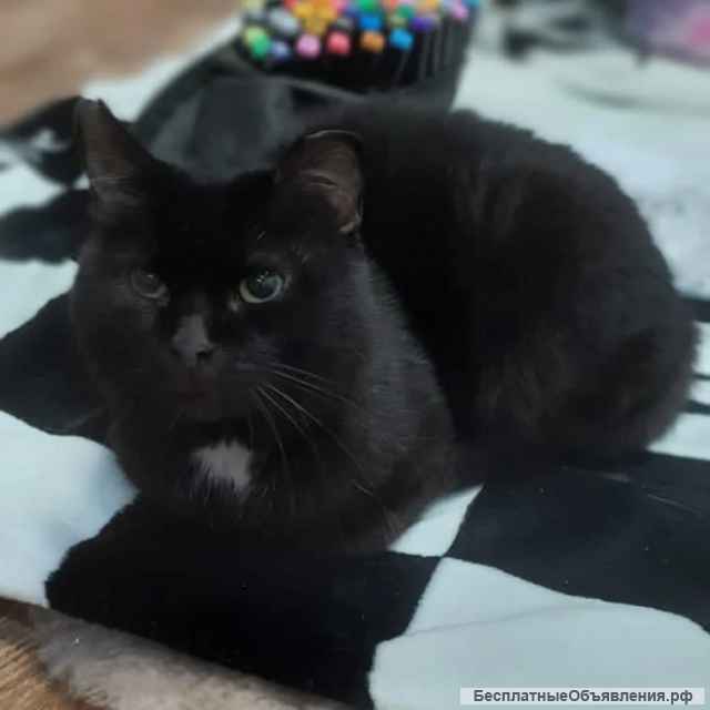 Упитанный, воспитанный красавец кот Черныш