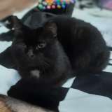 Упитанный, воспитанный красавец кот Черныш