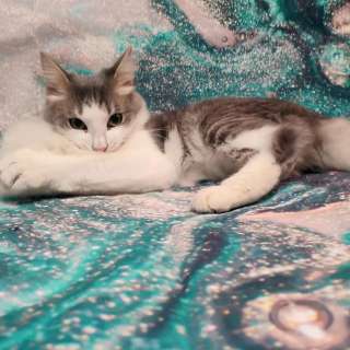 Милая, ласковая и обворожительная кошка Зайка