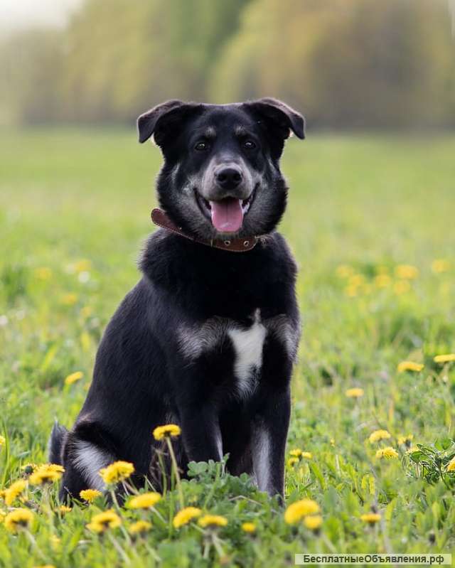 Добрый, позитивный и компанейский пёс Скай