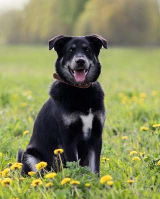 Добрый, позитивный и компанейский пёс Скай