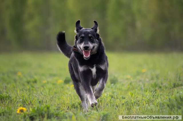 Добрый, позитивный и компанейский пёс Скай