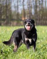 Добрый, позитивный и компанейский пёс Скай