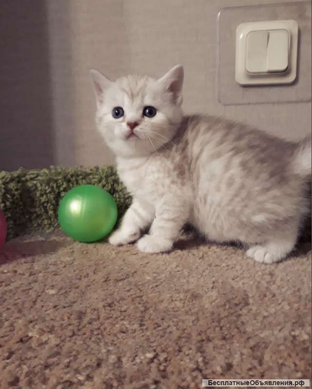 Жасмин прелестный плюшевый котенок серебристая шиншилла
