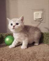 Жасмин прелестный плюшевый котенок серебристая шиншилла