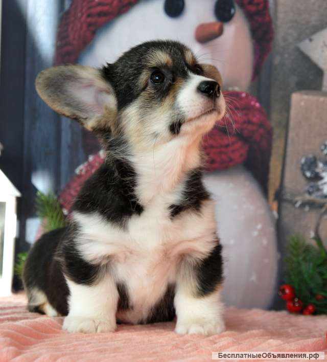 Вельш-корги пемброк Щенок