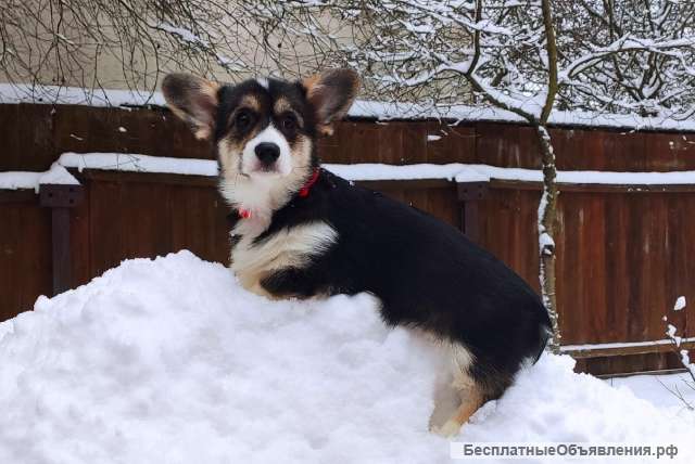 Вельш-корги пемброк Щенок