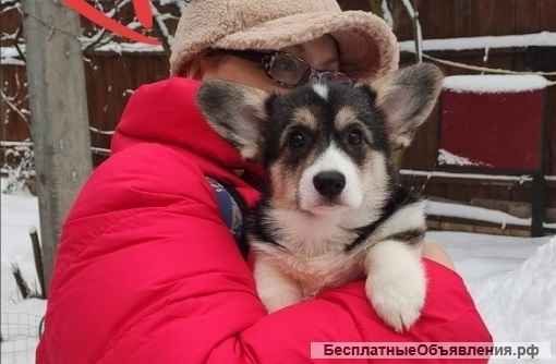 Вельш-корги пемброк Щенок