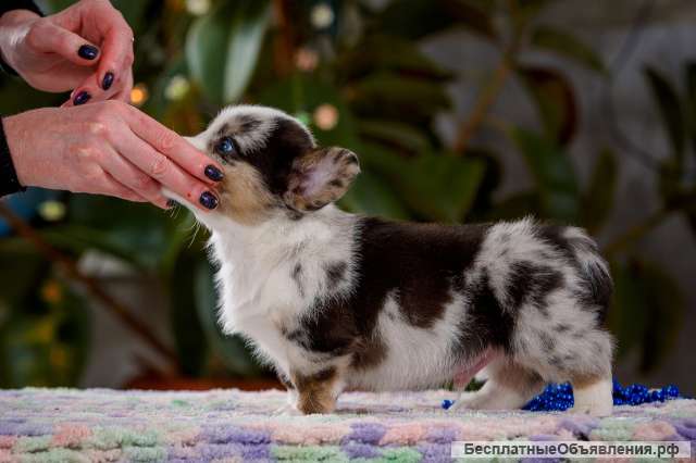 Щенки Вельш Корги Кардиган (мальчики)