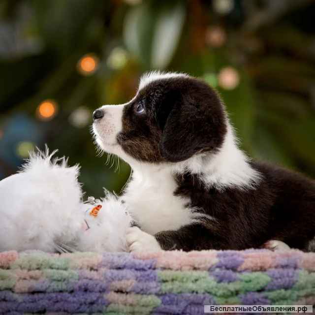 Щенки Вельш Корги Кардиган (мальчики)