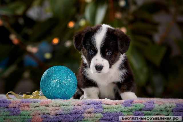 Щенки Вельш Корги Кардиган (мальчики)