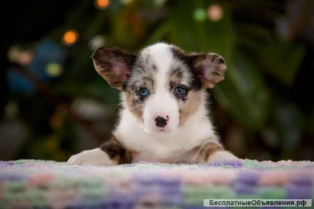 Щенки Вельш Корги Кардиган (мальчики)