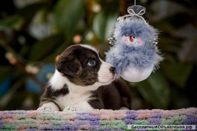 Щенки Вельш Корги Кардиган (мальчики)