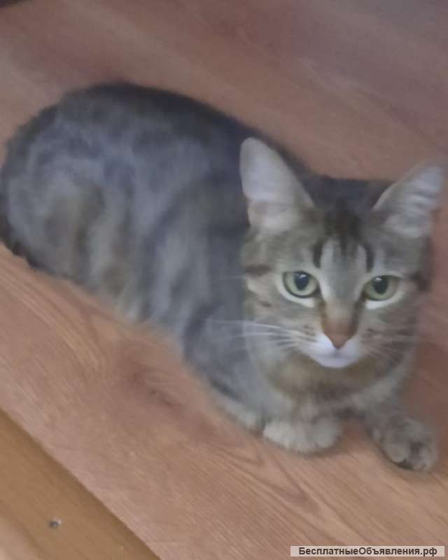 Отдам в добрые руки кошечку