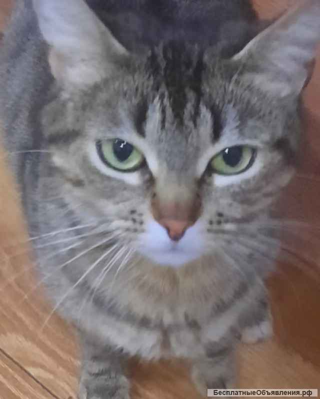 Отдам в добрые руки кошечку