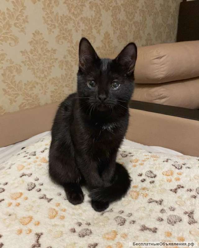Очень милый и игривый котенок Черныш в добрые руки