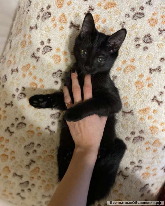 Очень милый и игривый котенок Черныш в добрые руки