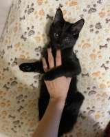 Очень милый и игривый котенок Черныш в добрые руки