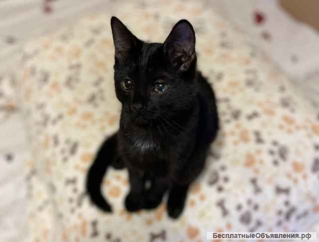Очень милый и игривый котенок Черныш в добрые руки