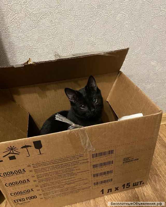 Очень милый и игривый котенок Черныш в добрые руки