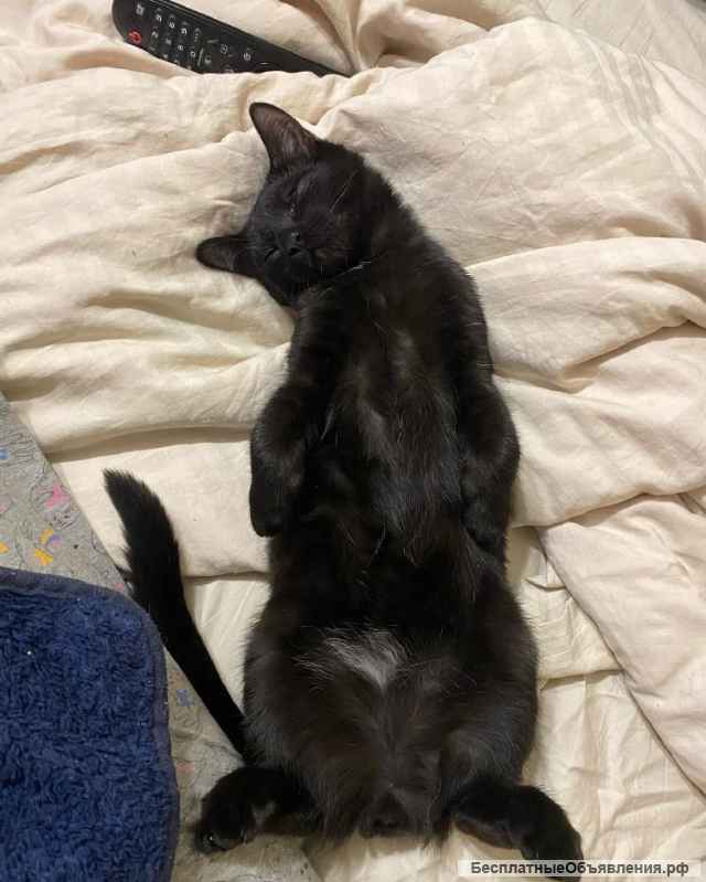 Очень милый и игривый котенок Черныш в добрые руки