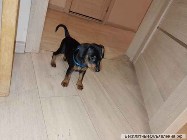 Щенки цвергпинчеры