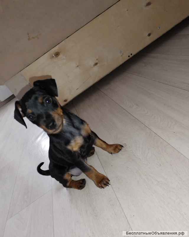 Щенки цвергпинчеры