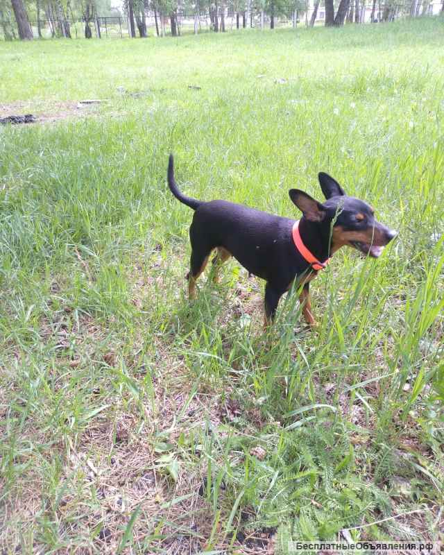 Щенки цвергпинчеры