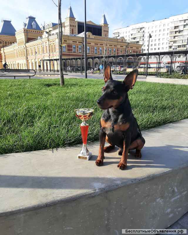 Щенки цвергпинчеры