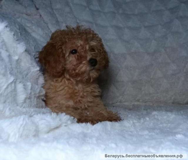 Щенки той пуделя