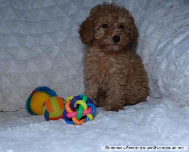 Щенки той пуделя