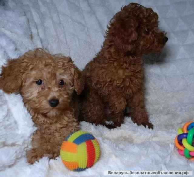 Щенки той пуделя