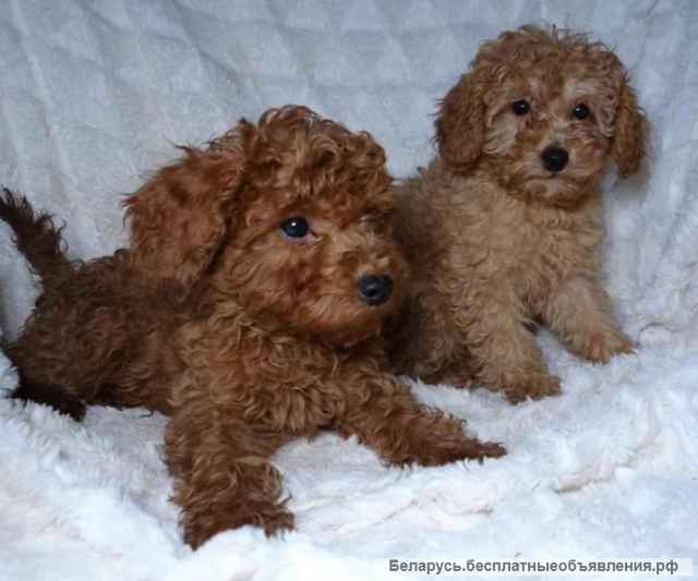 Щенки той пуделя