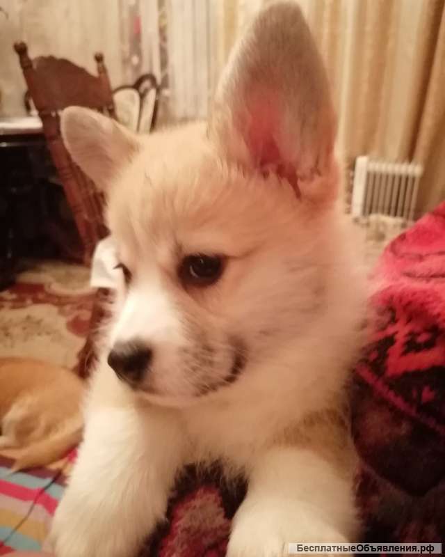 Вельш-корги-пемброк