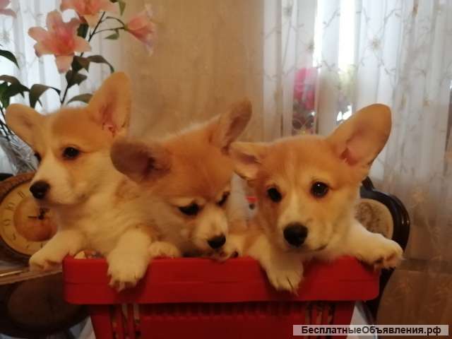 Вельш-корги-пемброк